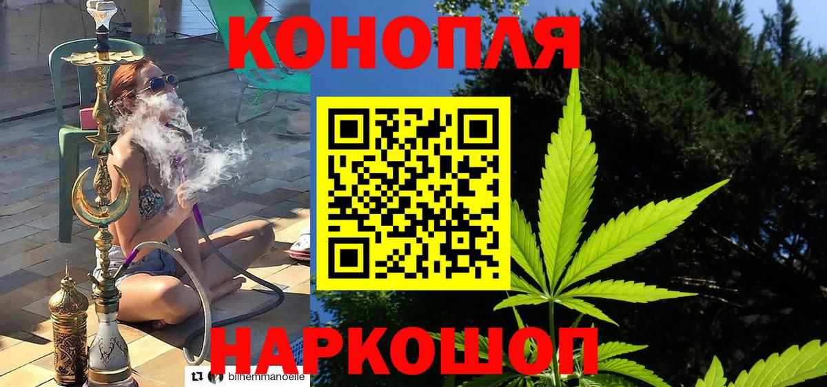Бошки Шишки сатива  Шишки марихуана сатива  Каменка  МАРИХУАНА OG Kush 